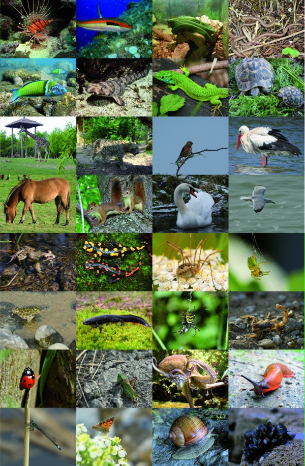 Malle Biodiversité en-jeux par Accustica Malle Biodiversité en-jeux