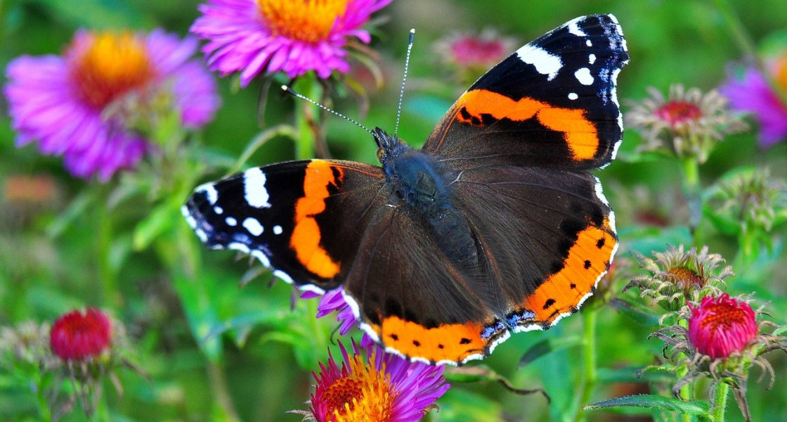 Sorties en nature